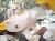 Axolotl- Ein ungewöhnliches Haustier